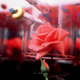 Imagen para el artículo titulado La rosa que vino del espacio (o cómo la NASA creó un nuevo perfume)